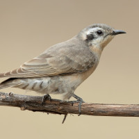 Black-eared Cuckoo
